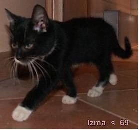 Izma <  33