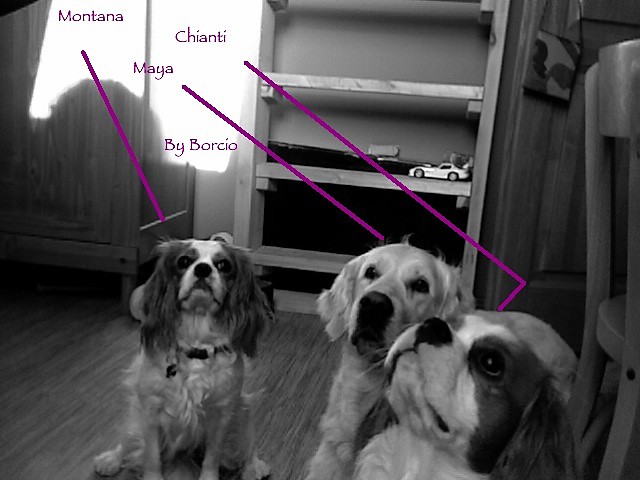 My Dogs ;*