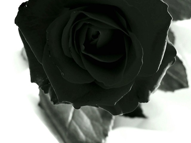 black rose