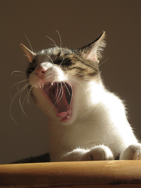 Tajger