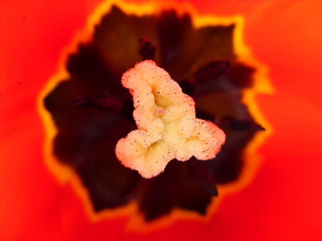 Supek tulipana