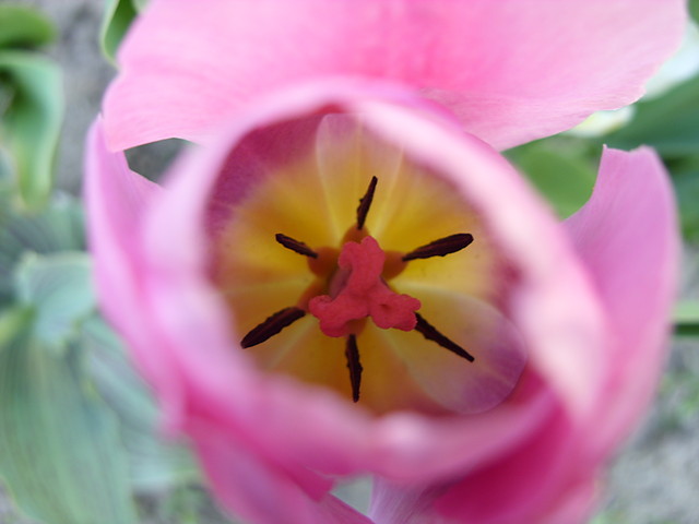 Tulipan