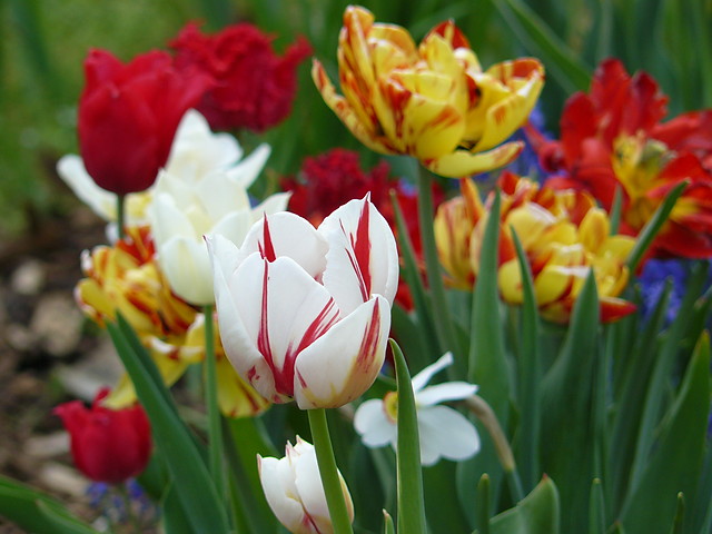 tulipanowa wiosna