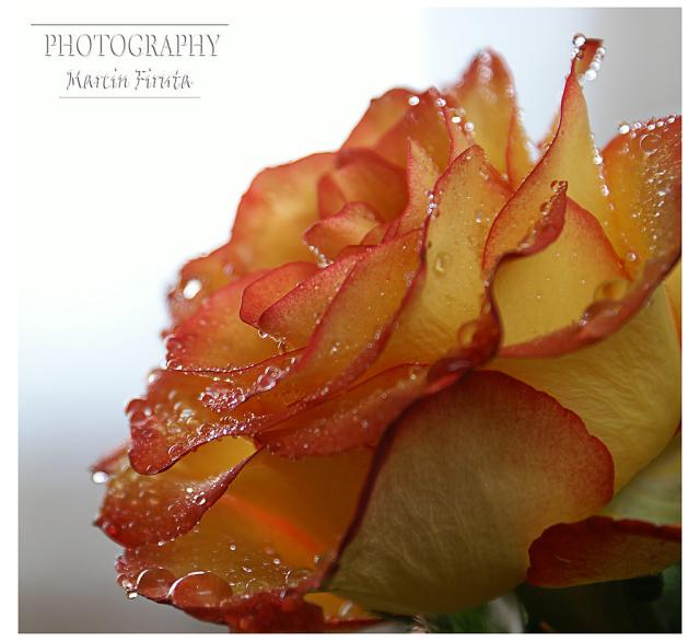 Rosa