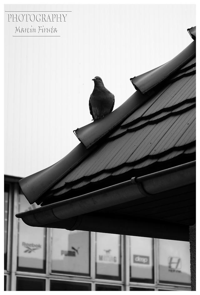 W wiecie komercji by wolnym...