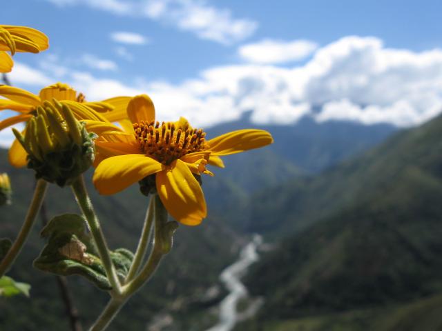Inca Trail z bliska