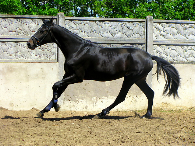 Kantano