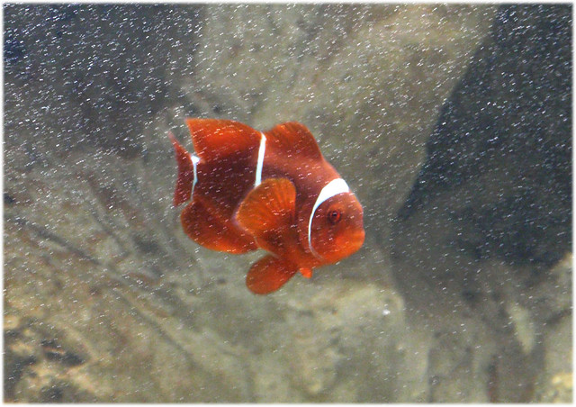 Nemo.