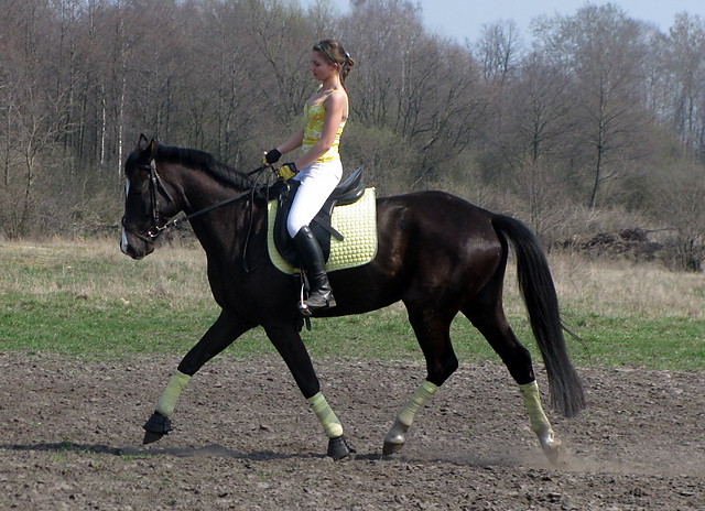 Amator