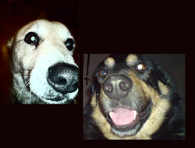 Moje dwa sodziaki:D
