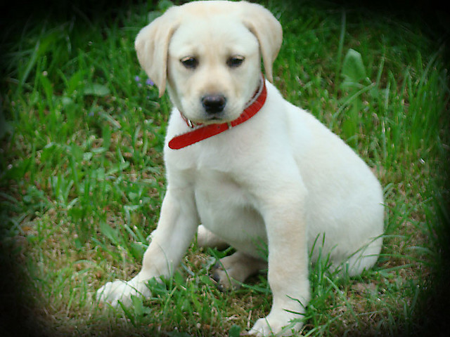 Whisky