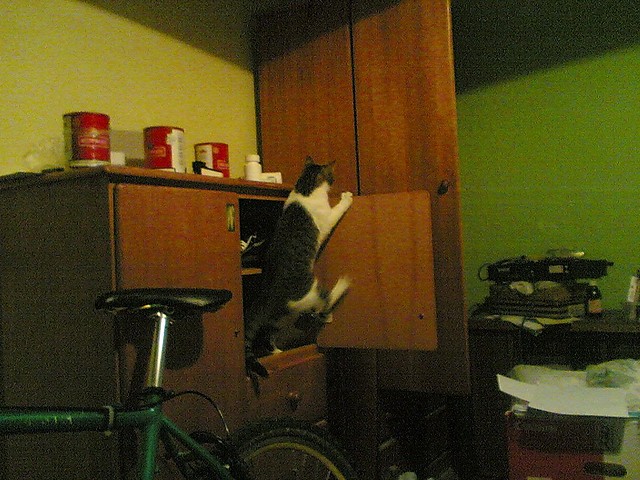 Spider Cat :)