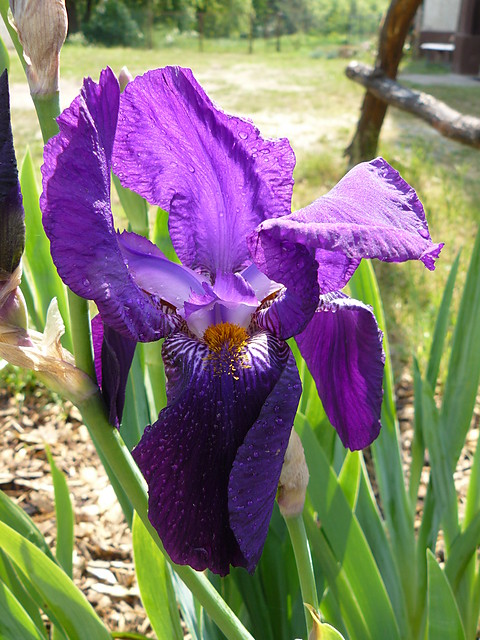Iris sp.
