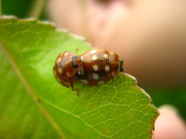 19.05.2009 EntoPorno 