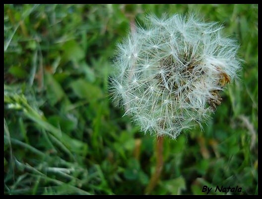 Marzenia s zieleone!