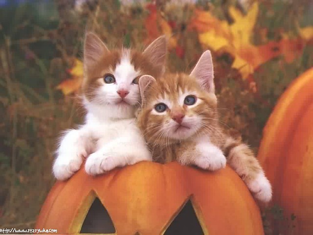 Wpis scareddoll