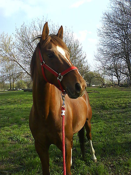 Alegro