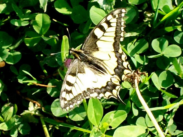motyl
