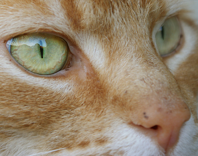 eye