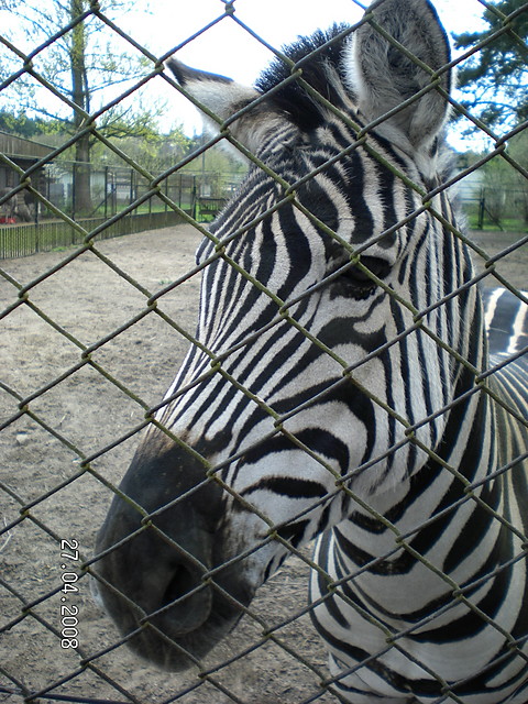 Zebra