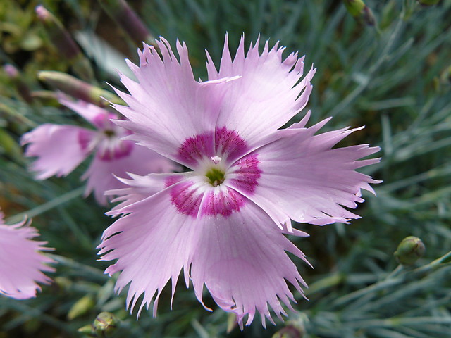 Dianthus