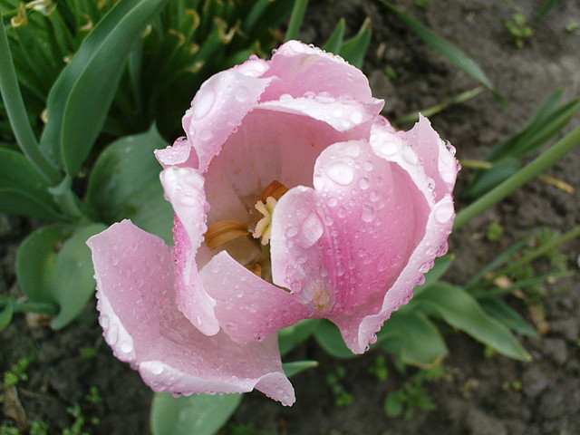 Tulipan