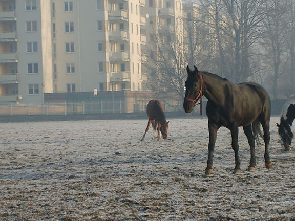 Alu, Archy i epetynka Korunia:*