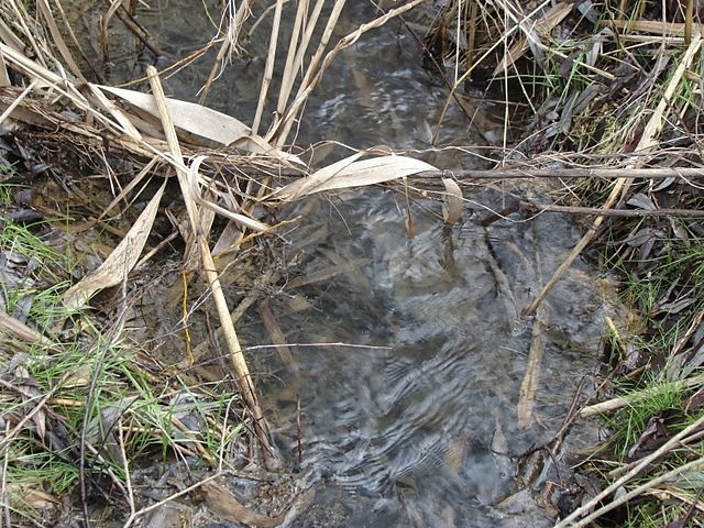 synteza