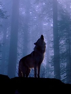 Wpis wolf91