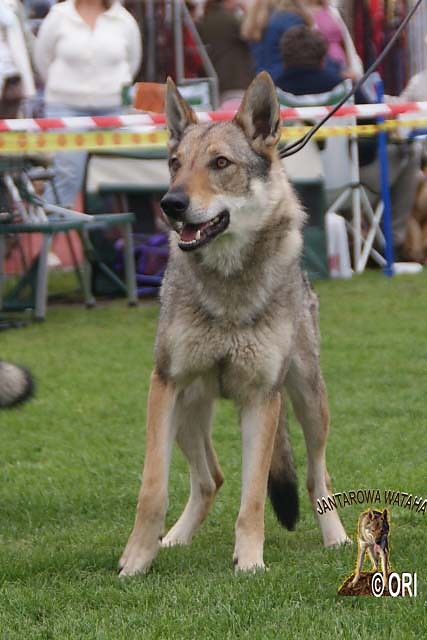 Cintra