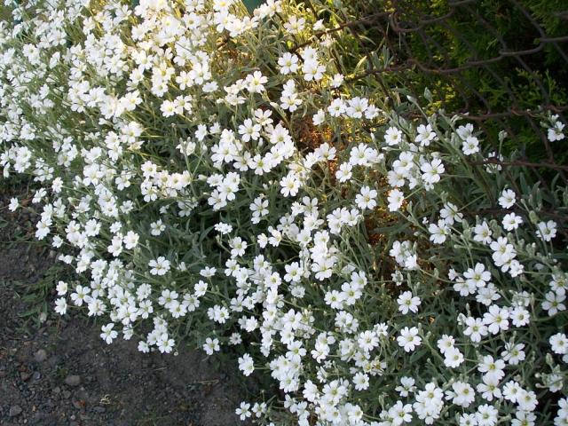 Kwiatki majowe