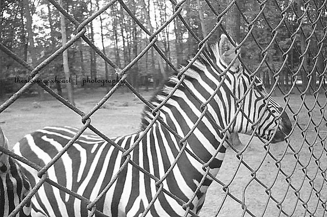 zebra
