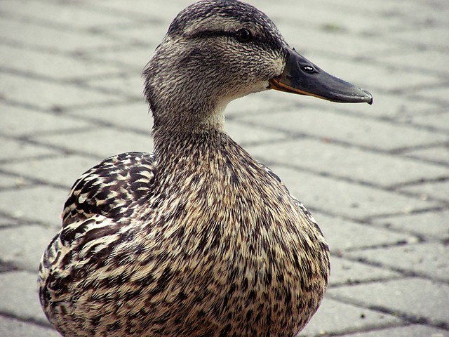 portretowo-kaczkowo ;P