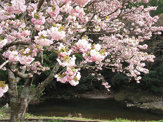 Sakura.