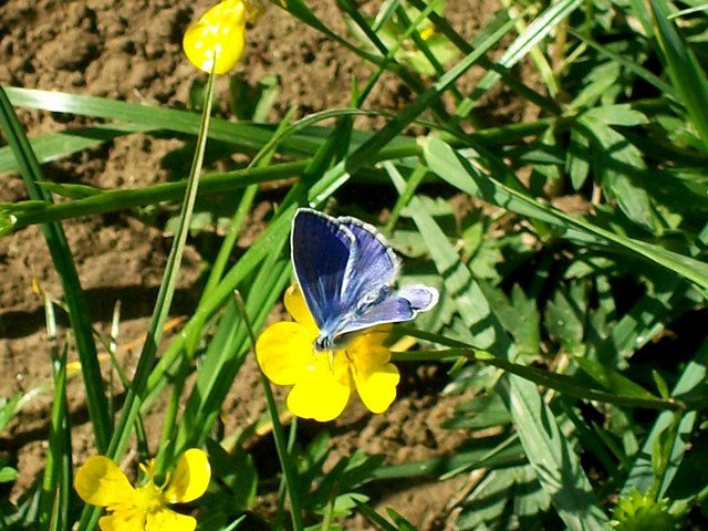 motyl