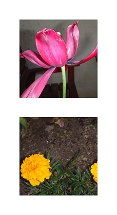 Flowers life^^
