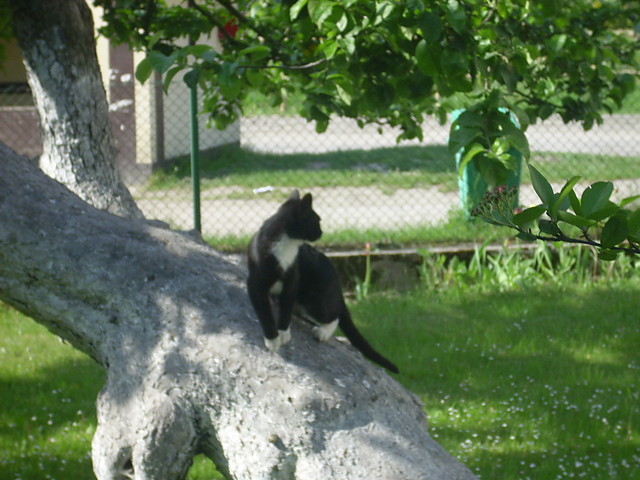 Wpis kociaczek1990