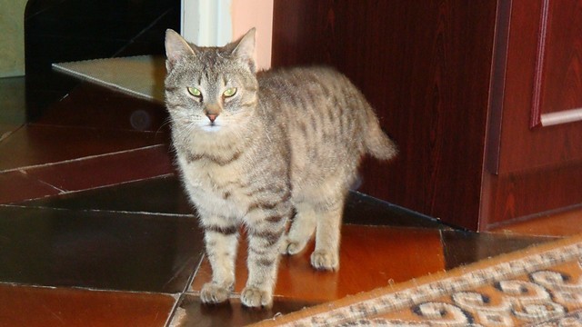 My Kitty