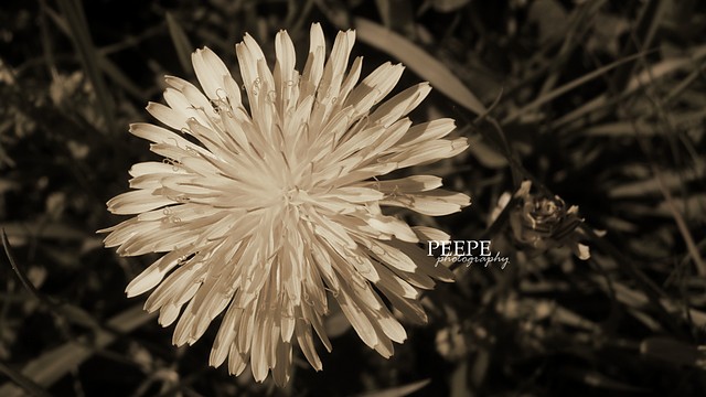 Wpis peepe