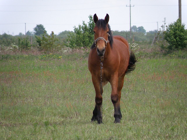 Konik ;*