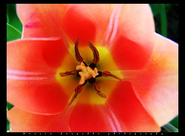Tulipan