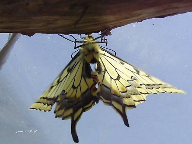 Wpis passerose