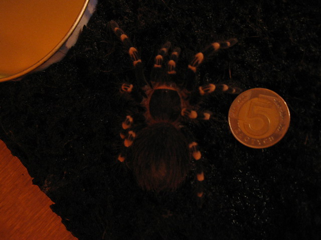 Geniculata. mhrook.