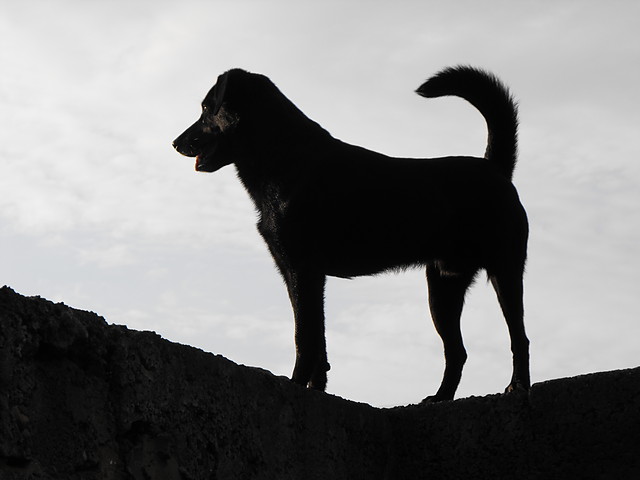 Blacky