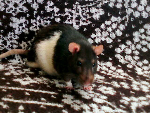Demon ;((