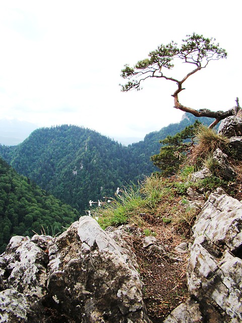SOKOLICA