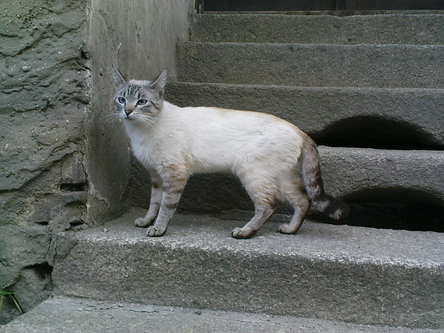 nowy gatunek pantery
