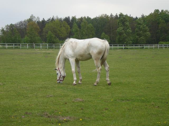 Wpis konikigrabowiec