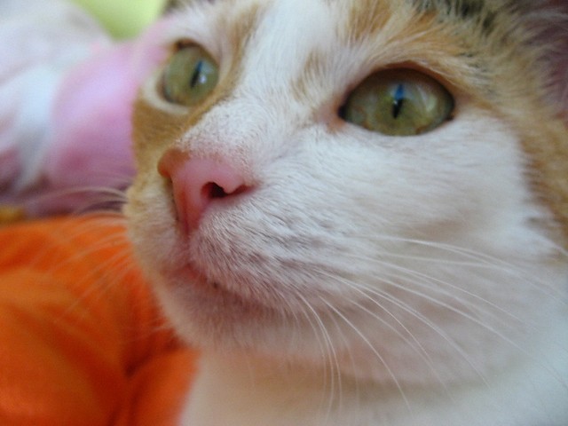 Julia.