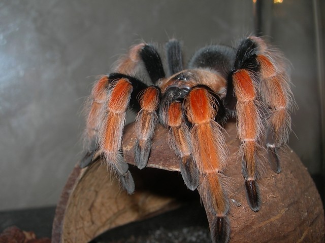 B. boehmei.